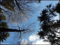 Kelčský javorník - pohled vzhůru na oblohu