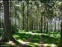 Les pod rozhlednou Horní les