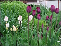 Tulipány Shirley a Purple Rain