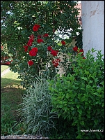 Červená popínavá růže, ibišek a tráva