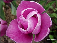 Tulipán Holland Beauty